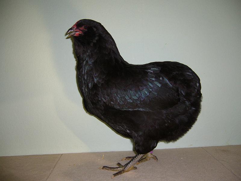Muenster 2008 585.jpg - Araukaner schwarz von Pierr Hübner Preis HV 96 E